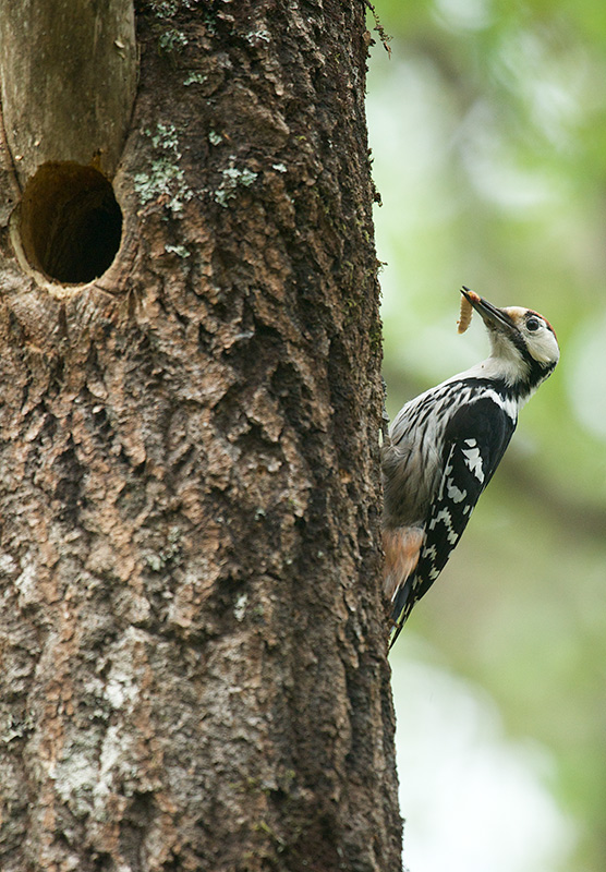 Hvitryggspett - White-backed Woodpecker (Drendrocopos leucotos)male.jpg